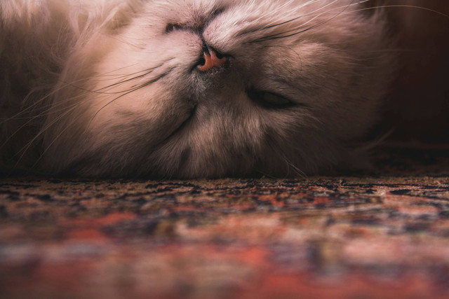 Ilustrasi Penyebab Kucing Persia Pincang, Unsplash/Elias Barbouch