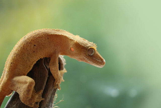 Ilustrasi Cara Inkubasi Telur Gecko, Unsplash/Pierre Bamin