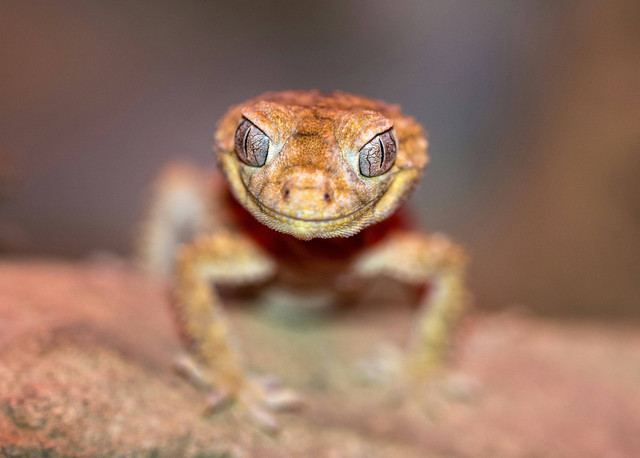 Ilustrasi Cara Merawat Gecko biar Cepat Besar dan Sehat, Unsplash/David Clode