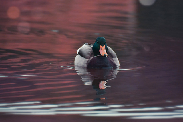 Ilustrasi Alas Kandang Bebek Petelur yang Baik, Foto: Pexels/Diana ✨