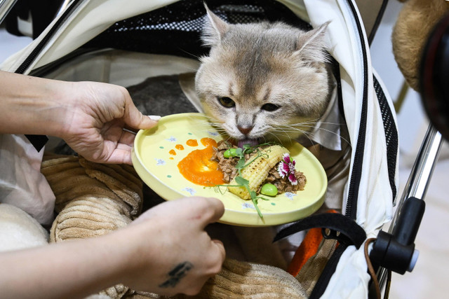 Pengunjung mencoba memberi produk makanan ke kucing peliharaannya saat Indonesia International Pet Expo (IIPE) di Indonesia Convention Exhibition (ICE), Kabupaten Tangerang, Banten, Jumat (6/9/2024). Foto: Sulthony Hasanuddin/ANTARA FOTO 