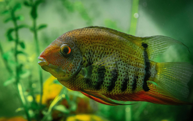 Ilustrasi ikan cichlid bisa sebesar apa. Foto: Pexels.com/Egor Kamelev