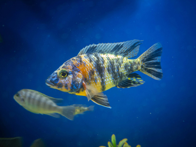 Ilustrasi jenis ikan cichlid untuk pemula. Foto: Unsplash.com/Abhishek R