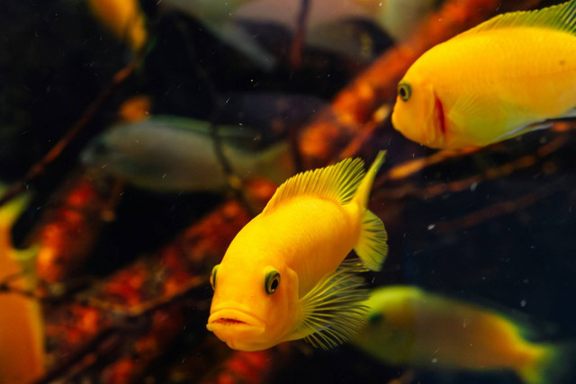 Ilustrasi penyebab ikan cichlid mati. Foto: Unsplash.com/Evaldas Grižas