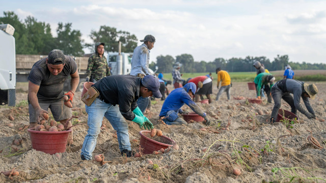 Ilustrasi Cara Memberi Pupuk Ubi Jalar, Foto: Pexels/Mark Stebnicki