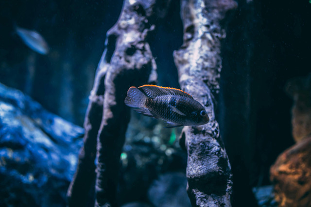 Ilustrasi Sifat Ikan Cichlid, Foto: Pexels/Enrique Grisales