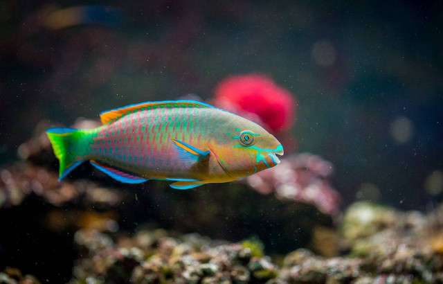 Ilustrasi rata-rata umur ikan cichlid, Foto: Pixabay/ekamelev