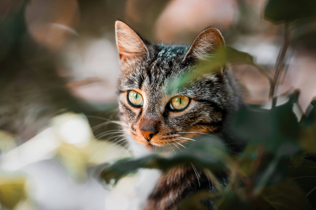 Ilustrasi untuk rekomendasi nama kucing jantan. Foto: Unsplash/Jan Gustavsson