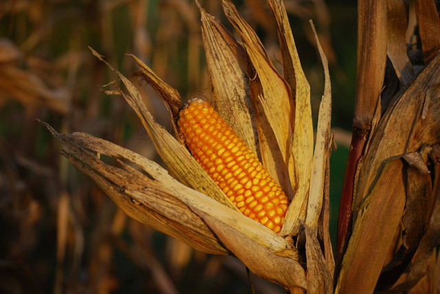 Ilustrasi cara menggunakan pupuk jagung yang benar, foto: unsplash/Christophe Maertens