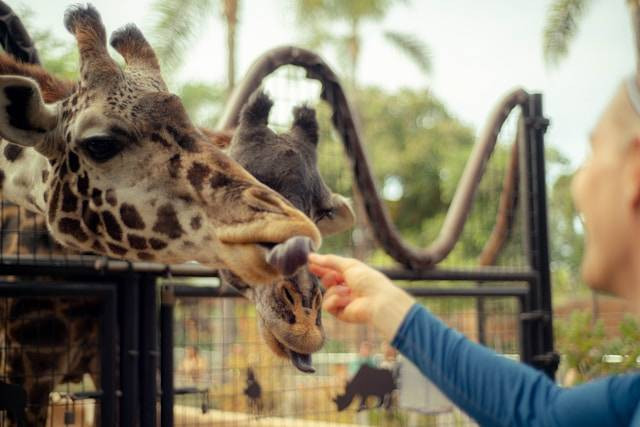 Cara Beli Tiket Ragunan. Foto hanya ilustrasi, bukan tempat sebenarnya. Sumber: Unsplash/Troy Spoelma