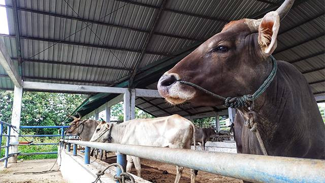 Ilustrasi sapi di Rumah Potong Hewan (RPH).