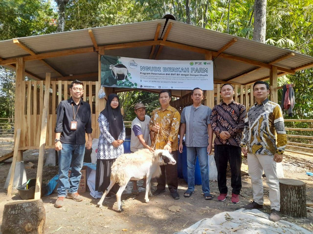 Dompet Dhuafa Yogyakarta bekerja sama dengan BMT BIF mengembangkan peternakan domba di Berbah Sleman Yogyakarta pada (Minggu, 08/09/2024)