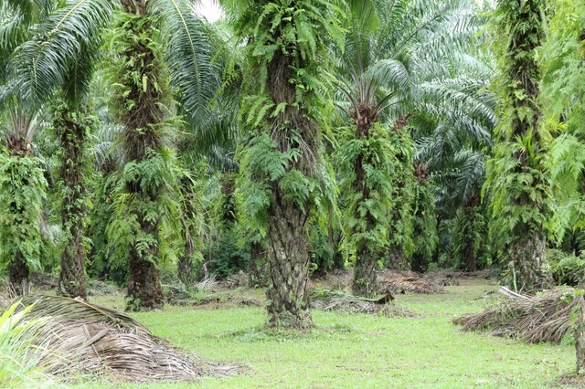 Pohon Sawit. Sumber : Freepik.com/free-photo/oil-palm-plantation_1273839.htm#fromView=search&page=1&position=3&uuid=1bfda5d1-3eaa-4fe0-a596-280b1fd25dda