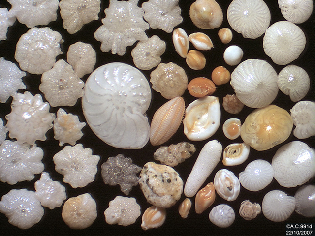 Benthic (ocean floor) foraminifera shells can provide chemical information about the surrounding ocean at the time they lived. Credit: © Alain Couette. Used with permission.