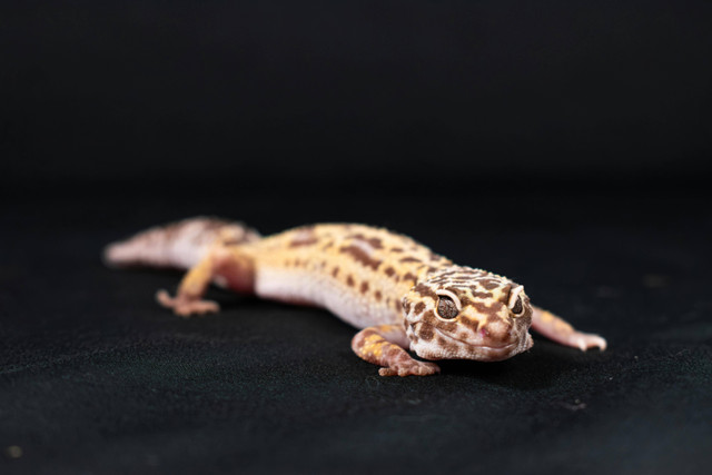 Penyebab leopard gecko mogok makan, Pexels/Nikolett Emmert