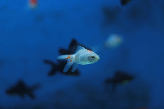 Cara agar Ikan Molly Cepat Melahirkan, Unsplash/Fernando Maté