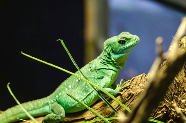 Ilustrasi cara mengobati ekor gecko yang putus. Foto: Pexels.com/Lukas