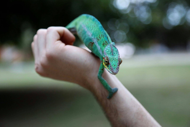 Ilustrasi cara menjinakkan gecko untuk pemula. Foto: Pexels.com/laura parenti