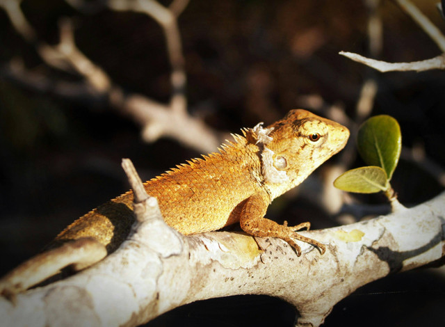 Ilustrasi cara menghilangkan bau gecko. Foto: Pexels.com/icon0 com