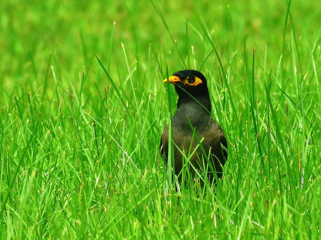 Ilustrasi penyebab burung beo mati, Foto: Pixabay/Arulonline