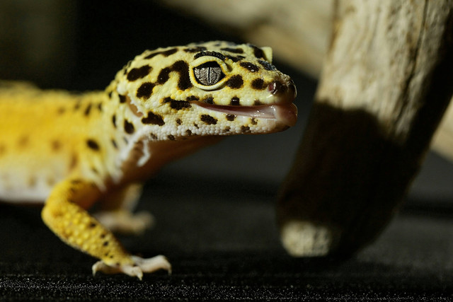 Ilustrasi penyebab ekor gecko putus. Unsplash.com/Andrey-Tikhonovskiy