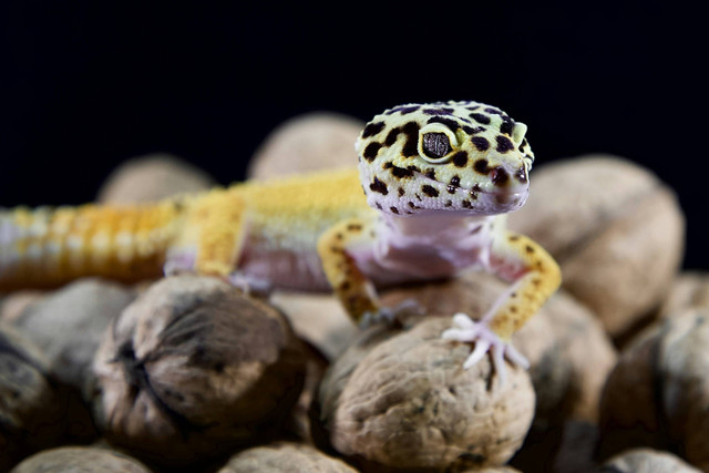 Ilustrasi cara membuat kandang gecko dari kayu. Unsplash.com/Andrey-Tikhonovskiy