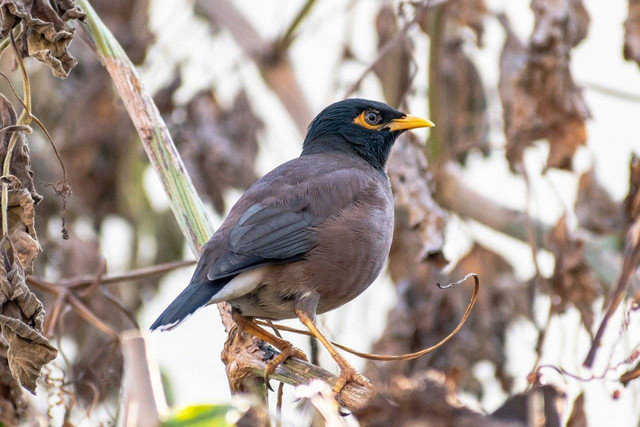 Ilustrasi ciri-ciri fisik burung beo, Foto: Pixabay/balouriarajesh