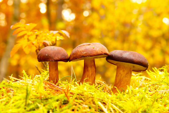 Ilustrasi Contoh Kingdom Fungi, sumber gambar: Unsplash/Krzystof