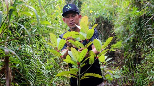 Penanam kratom di Pontianak, Kalimantan Barat. Kemendag resmi perbolehkan ekspor kratom. Foto: AFP/LOUIS ANDERSON