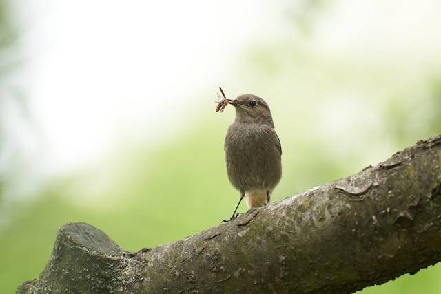 Apa Itu Rantai Makanan? Ini Pengertiannya. Foto Hanya Ilustrasi. Sumber Foto: Unsplash.com/Yuriy Yosipiv