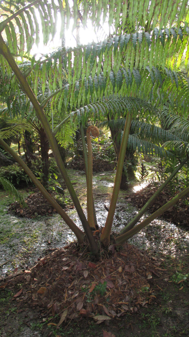 Tumbuhan Angiopteris evecta yang dapat ditemukan di Kebun Raya Cibodas, Cianjur. Sumber: Dokumentasi pribadi.