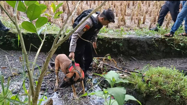 Anjing K-9 diterjunkan ke TKP tewasnya gadis penjual gorengan di Nagari Kayu Tanam, Sumatera Barat. Foto: Dok. Istimewa