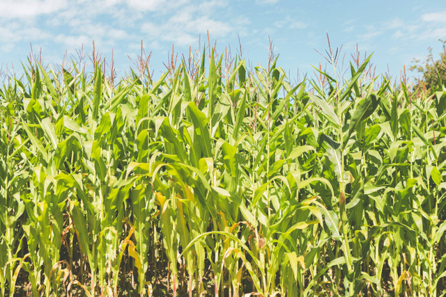 Ilustrasi Manfaat Boron untuk Tanaman Jagung, Foto: Unsplash/Henry Barnes
