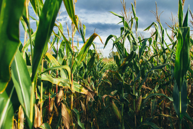 Ilustrasi Manfaat Tetes Tebu untuk Tanaman Jagung, Foto: Unsplash/Jesse Gardner