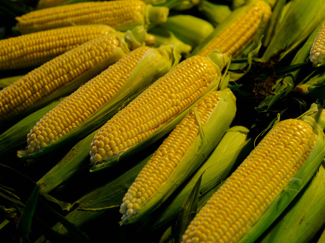 Ilustrasi penyebab tanaman jagung kerdil. Foto: Pexels.com/Engin Akyurt