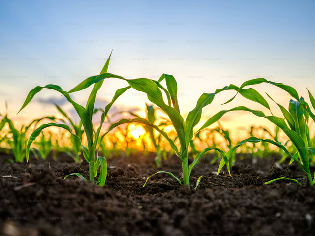 Ilustrasi Penyebab Tanaman Jagung Layu dan Cara Mencegahnya, Unsplash/Getty Images