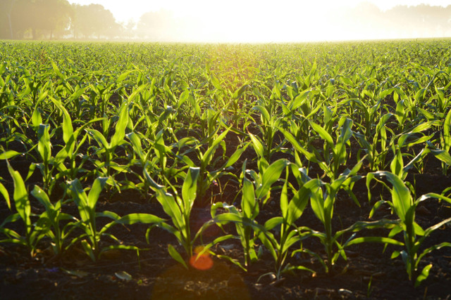 Ilustrasi Penyebab Tanaman Jagung Bundel, Foto: Pexels/Alejandro Barrón