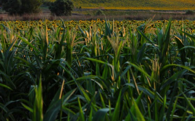 Kenapa Tanaman Jagung Tidak Tumbuh, Pexels/Mehmet Ali Aydın