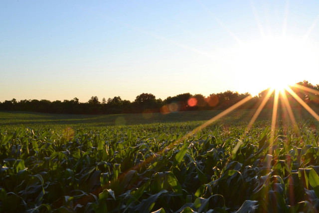 Cara Pengendalian Gulma pada Tanaman Jagung, Unsplash/Jake Gard