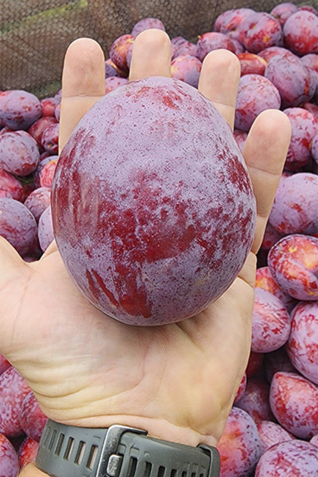 Buah plum terberat di dunia. Foto: Dok. guinnessworldrecords.com