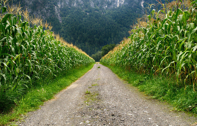 Ilustrasi Apakah Tanaman Jagung Berbunga, Foto: Pexels/Johann Piber