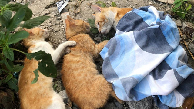 12 ekor kucing domestik di Perumahan Pondok Cempaka Indah, Kecamatan Sukun, Kota Malang, mati mendadak secara bersamaan.  Foto: Dok. Istimewa