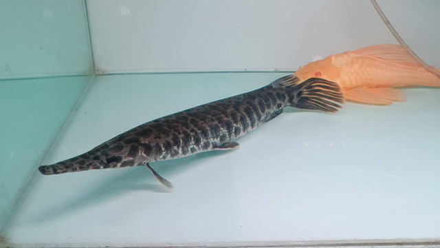 Ikan aligator jenis Spatula (hitam) dan Florida (tutul-tutul) yang dijual di Jakarta Timur, Rabu (11/9/2024). Foto: Fadlan Nuril Fahmi/kumparan