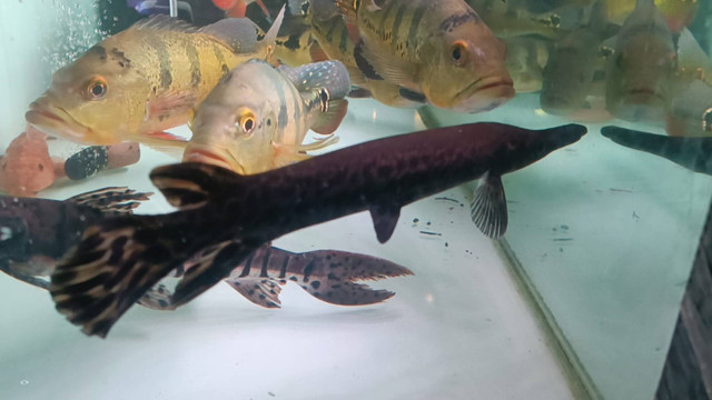 Ikan Aligator jenis Spatula (hitam) dan Florida (tutul-tutul) yang dijual di Jakarta Timur, Rabu (11/9/2024). Foto: Fadlan Nuril Fahmi/kumparan