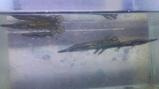 Ikan Aligator gar yang dijual di Surabaya, Rabu (11/9/2024). Foto: Farusma Okta Verdian/kumparan