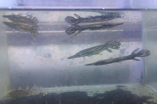 Ikan aligator gar dijual di sentra ikan hias di Surabaya, Rabu (11/9/2024). Foto: Farusma Okta Verdian/kumparan