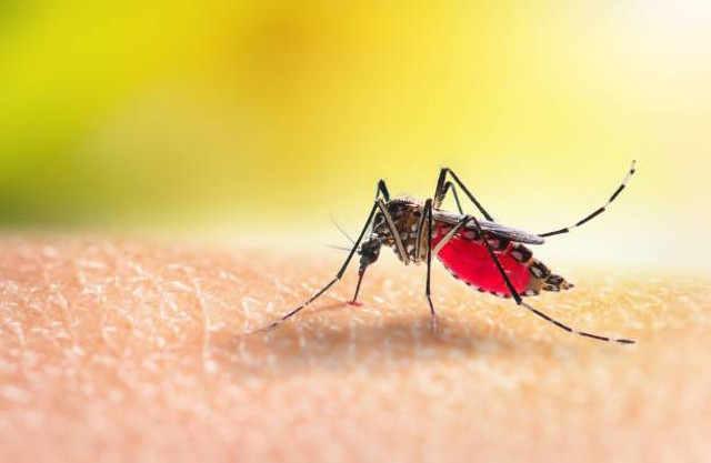 Nyamuk Aedes aegpyti penyebab Demam Berdarah (sumber: iStock)