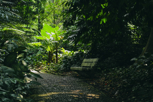 Ilustrasi Kebun Raya Bogor, Foto:Unsplash/Hardingferrent