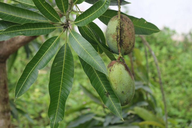 Ilustrasi Penyakit Tanaman Mangga yang Dapat Memengaruhi Hasil Pane, Unsplash/mukiditeguh