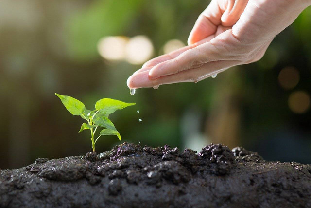 Ilustrasi perbedaan fungsi pupuk TSP, ZA, dan Urea, Foto: Pixabay/thophilong